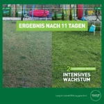 Düngeeffekt mit Frühlingsdünger auf dem Rasen eines Kunden im Landkreis Ostrowski