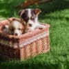 Perfekter Rasen im Garten
