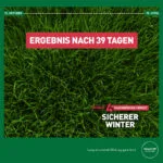 Düngeeffekt mit Rasendünger für den Herbst Mr. Green Grass