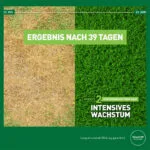 Düngeeffekt mit Rasendünger für das Frühjahr Mr. Green Grass