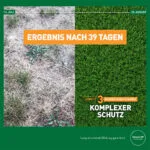 Düngewirkung von Rasendünger für den Sommer Mr. Green Grass