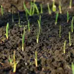 Grassprossen