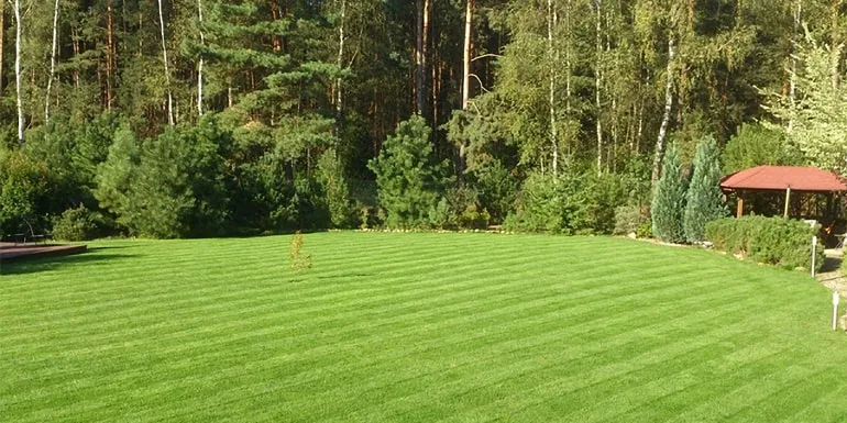Neuer Rasen