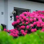 Rhododendren vor dem Haus