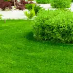 Rasen im Garten im Frühling