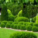 Thuja im Garten