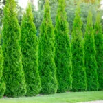 Hecke - Smaragd-Thuja